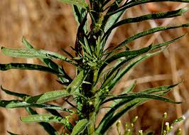 Image result for Hereroa glenensis