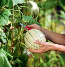 Erfahren sie, wie sie melonen im garten und gewächshaus selbst anbauen. Melonen Pflanzen Pflegen Ernten Mein Schoner Garten
