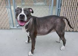 Black And White Pitbull Female Diamond A1113954 Pitbulls Dog Adoption Cat Help