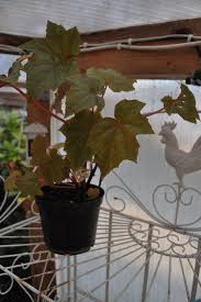 Image result for Begonia oxyloba