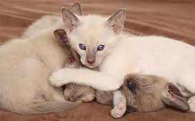 Find & download free graphic resources for oriental shorthair kitten. Oriental Shorthair Cat The Happy Cat Site