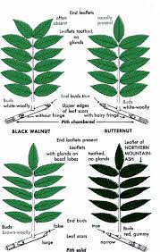 Pin On Garden Plant Tree Id