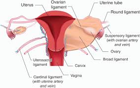 Click here to see the visual illustration in haitian creole. Male And Female Reproductive Anatomy Basicmedical Key