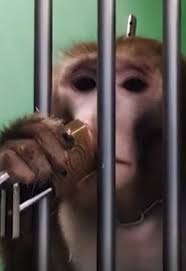 Apes forced to drink own urine before being blinded in cruel lab ...