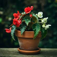 Image result for Begonia