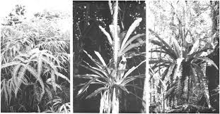 Image result for Elaphoglossum macropodium