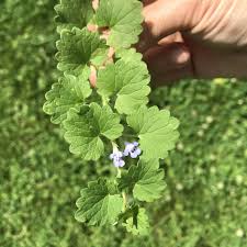 Can you identify a garden weed from a perennial? Weed Identification Photos University Of Maryland Extension