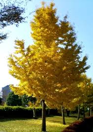 Ginkgo biloba, commonly known as ginkgo or gingko (both pronounced /ˈɡɪŋkoʊ/), also known as the maidenhair tree, is the only living species in the division ginkgophyta, all others being extinct. Ginkgo Biloba Princeton Sentry Narrow Maidenhair Tree Maidenhair Tree Gingko Biloba Tree Deciduous Trees