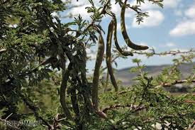 Image result for Acacia schweinfurthii