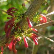 Image result for Halleria lucida