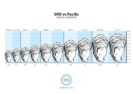 Sydney Rock Versus Pacific Oysters Size Comparison Blue