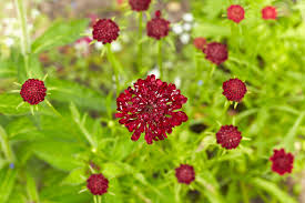 Image result for Scabiosa