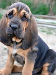 Best Dog Food For Bloodhounds Dog Food Guru