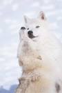 Wolf mating -