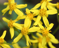 Image result for Senecio subsessilis