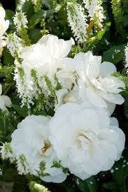 Rosa Schneewittchen White Rose Salvia Nemorosa Woodland Sage Klazina Van Kippersluis Schattengarten Rose Schneewittchen Und Blumengarten
