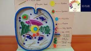 When you've finished making your cell and writing about it, you can eat it! Animal Cell Model Science 3d Project Model For Students Animal Cell Project Animal Cell 3d Youtube