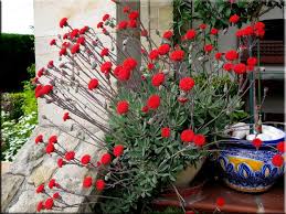 Image result for Kleinia grantii