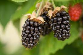 Plants produce consistently heavy crops of high quality fruit starting in july and continuing for several weeks. Marionberry Oregon Raspberries Blackberries