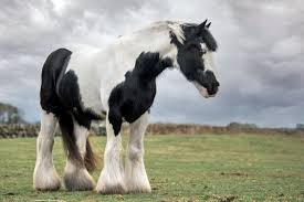 Tinker or tinkerer is an archaic term for an itinerant tinsmith who mends household utensils. Tinker Irish Cob Herz Fuer Tiere De