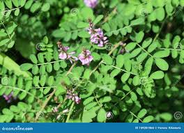 Image result for Indigofera erythrogramma