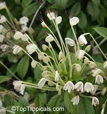 Image result for Clerodendrum incisum
