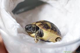 1 the leopard tortoise has been listed in appendix ii of cites since 1975, and in 2000, the united states banned their import because of the risk posed by heartwater , an infectious disease carried by. Eastern Hermann S Baby Tortoise Forum