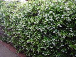 The evergreen star jasmine (trachelospermum jasminoides) is a beautiful shrub that is sure to look stunning in any also known as trachelospermum jasminoides or confederate jasmine, star jasmine is bursting with clusters of white, fragrant flowers perfect for. Gardening Stars Of The Fleeting Fragrance Canberra Citynews