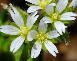 Image result for Cerastium glomeratum