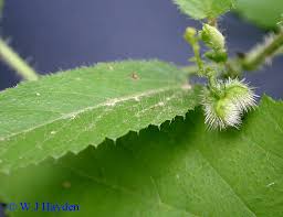 Image result for Tragia glabrata