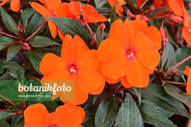 Image result for Impatiens stuhlmannii