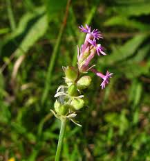 Image result for Polygala engleri