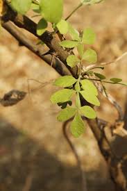 Image result for Citropsis