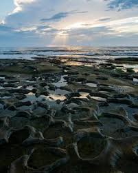 15 Best San Diego Tide Pools Images In 2019 Tide Pools