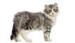 Kinkalow Cat Breeders and Information
