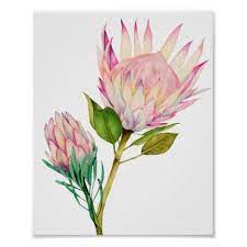 King Protea Flowers Watercolor Art Print Zazzle Com Watercolor Art Prints Flower Art Watercolor Art