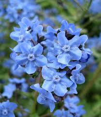 Image result for Cynoglossum