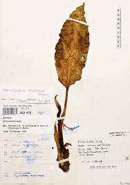 Image result for Stylochaeton