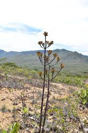 Image result for Costularia