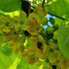 Image result for Telosma