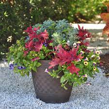 Pink flowers require more neutral soil, 6.5 or higher. 11 Easy Colorful Container Garden Ideas Costa Farms