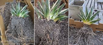 Queen victoria agave is native to parts of central mexico where it is now in danger of extinction. Depupping White Rhino