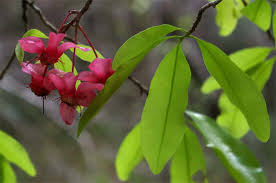 Image result for Brackenridgea