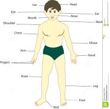 body part chart removable wall unmistakable human body part