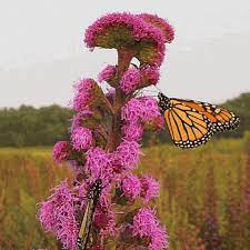 But in dry weather, new plantings should be watered weekly until a strong root system is established. Liatris Ligulistylis Meadow Blazing Star Wildflower Seed