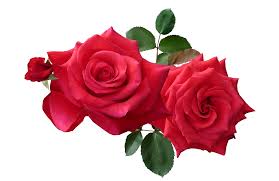 Maybe you would like to learn more about one of these? Red Roses Png Image In 2021 Red Rose Pictures Pink Roses Background Rose Flower Png