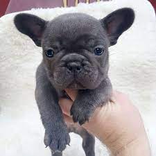 Breeding french bulldogs is a sensitive activity. Our Breeding French Bulldog Breed Bulldog Breeds French Bulldog Breed French Bulldog For Sale