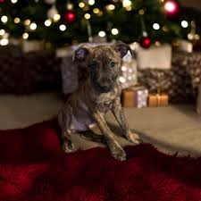 Brewton Paws Crossed Dog Rescue, Inc