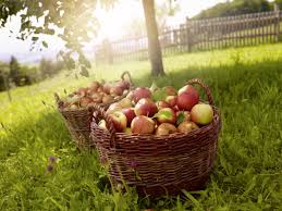 Apfel Sind Das Lieblings Obst Der Deutschen Apfel Obst Natur Garten Deutschlandmeingarten Obst Und Gemuse Obst Garten