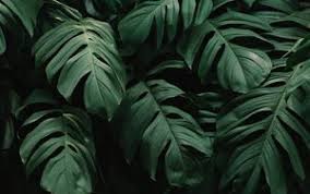 Leaves 4k Ultra Hd 16 10 Wallpapers Hd Desktop Backgrounds 3840x2400 Images And Pictures Tropical neon lettering with leaves background. leaves 4k ultra hd 16 10 wallpapers hd